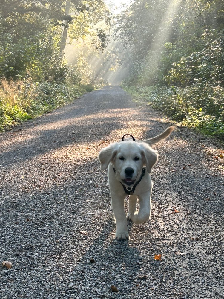Hundetreffen-Welpen & Jungehundetreffen-Profilbild