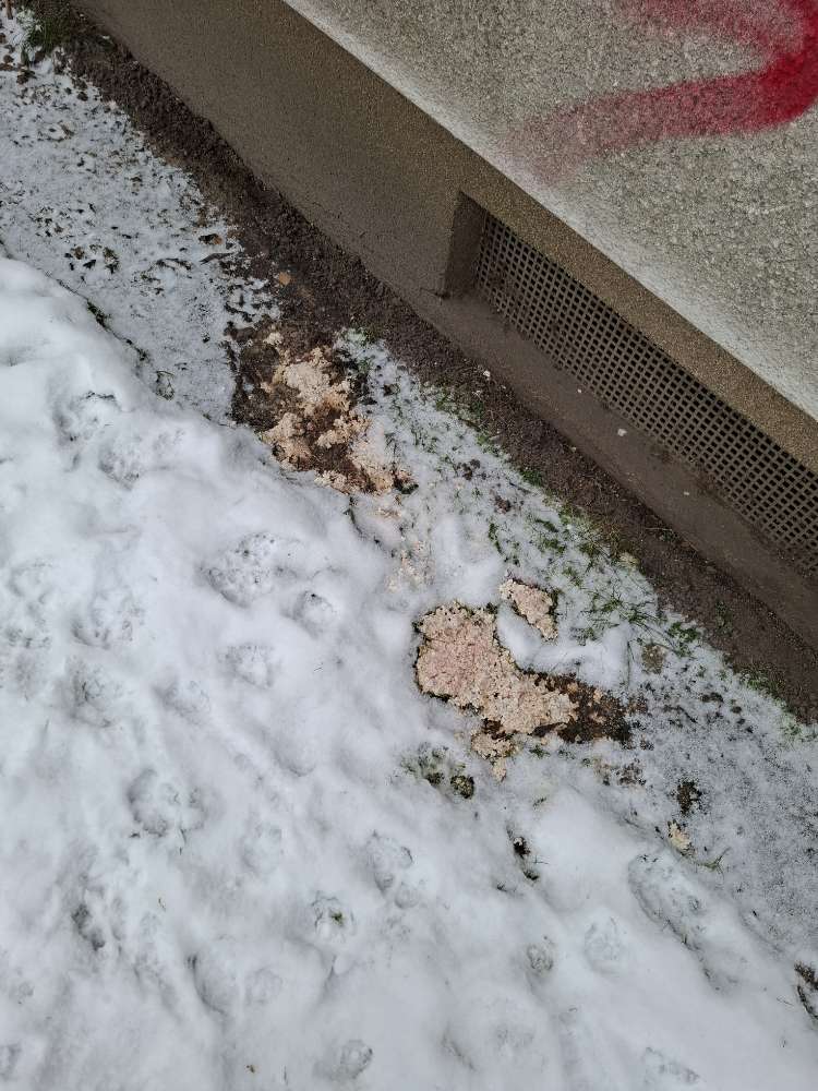 Giftköder-fleischige Masse, Vermutlich Giftköder-Profilbild