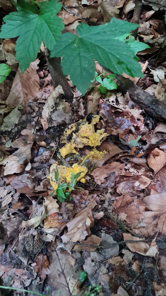 Giftköder-Komisches gelbes Pulver-Profilbild