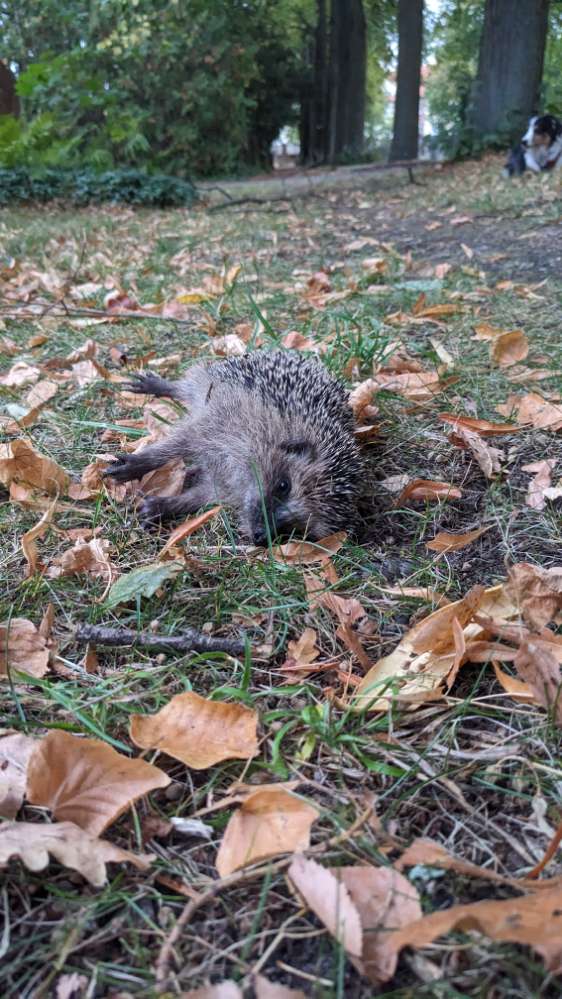 Giftköder-Möglicher Giftköder in Spremberg-Profilbild