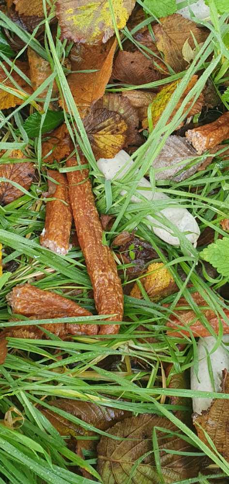 Giftköder-Würste am Feldweg-Profilbild