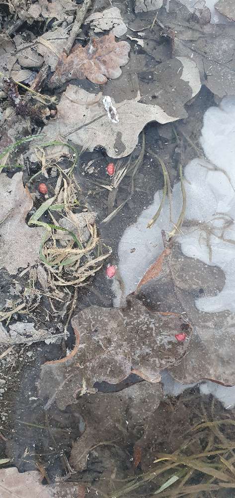 Giftköder-Evtl Rattengift-Profilbild