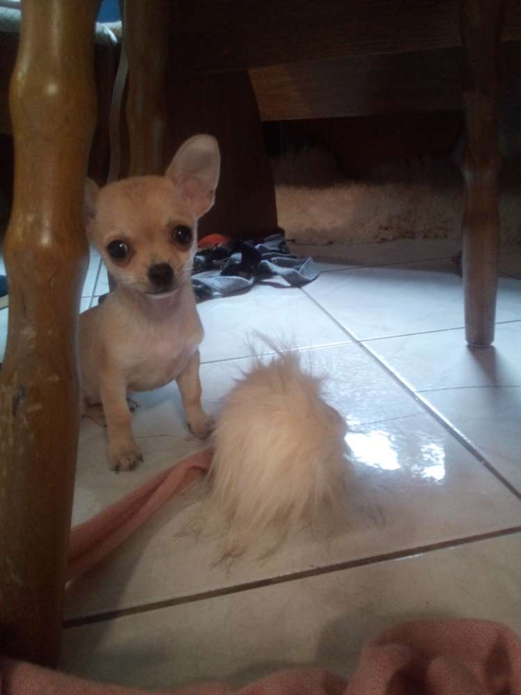 Hundetreffen-Chihuahua Junghundetreffen-Profilbild