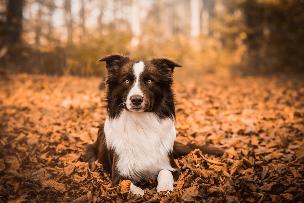 Hundetreffen-Suche jemand, der auch so gerne spazieren geht und am Wochenende auch gerne mal Wanderungen-Profilbild