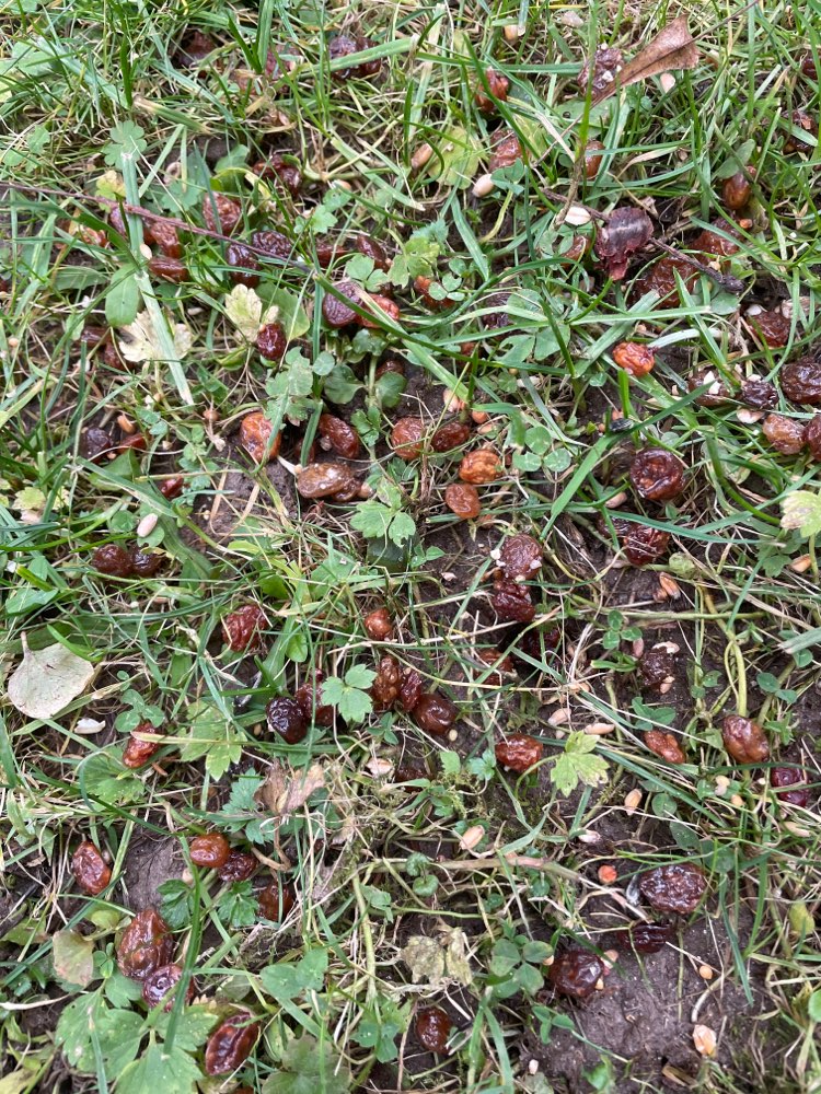 Giftköder-Für Hunde giftige Lebensmittel ausgelegt-Profilbild