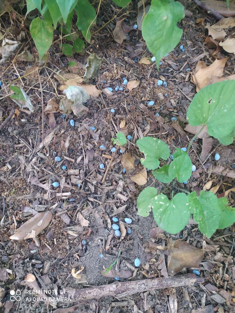 Giftköder-Rattengift / Blaukorn-Profilbild