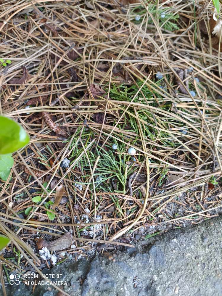 Giftköder-Blaukorn-Profilbild