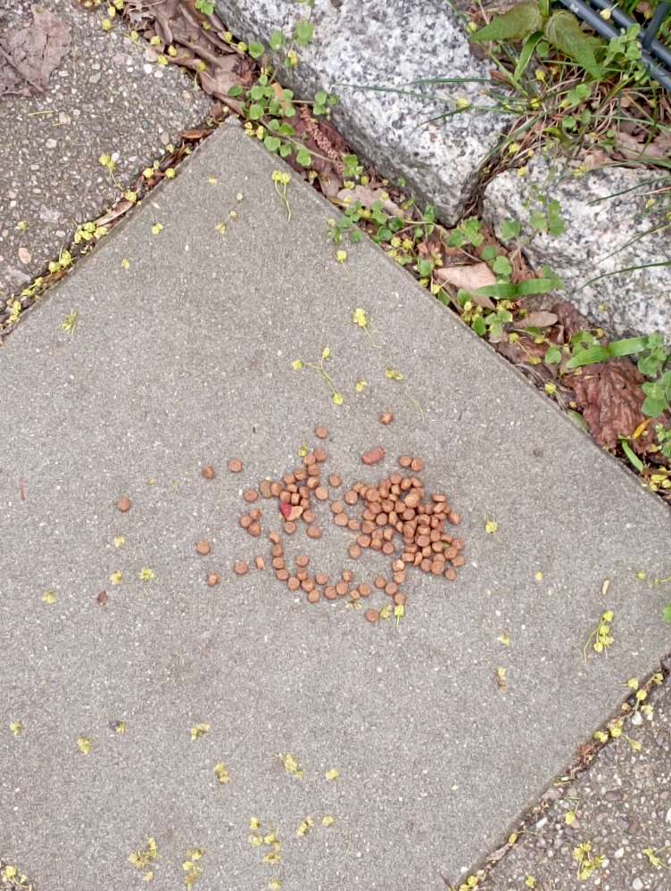 Giftköder-Giftköder-Profilbild