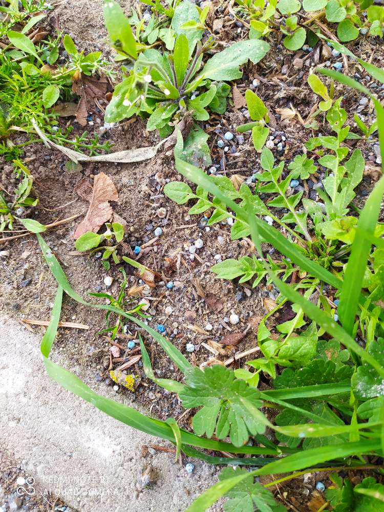 Giftköder-Blaukorn verstreut-Profilbild