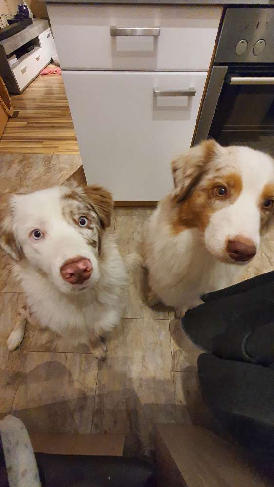 Hundetreffen-Gassi runden zum aus powern-Profilbild