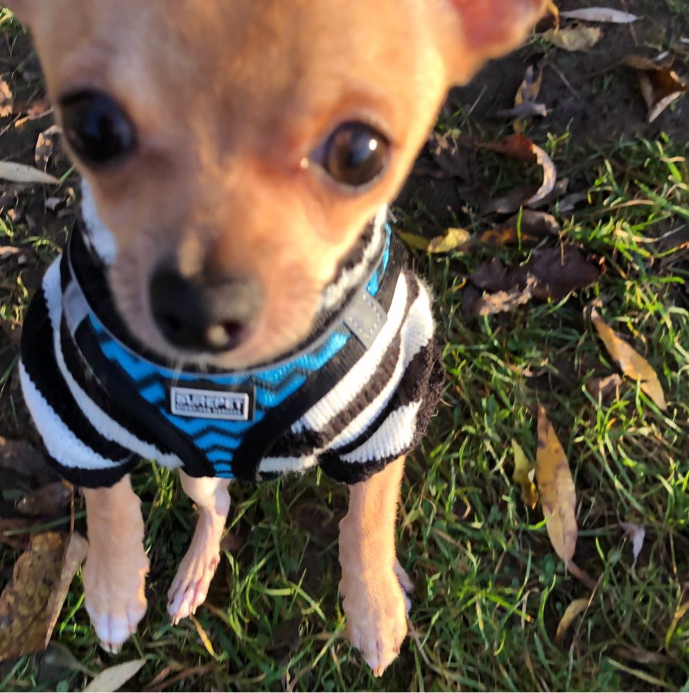 Hundetreffen-Der kleine Oskar sucht einen lieben ruhigen Spielgefährten.-Profilbild