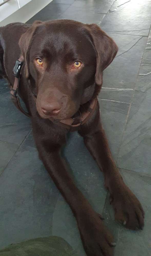 Hundetreffen-Spielgruppe oder Gassirunde im Hamburger Osten-Profilbild