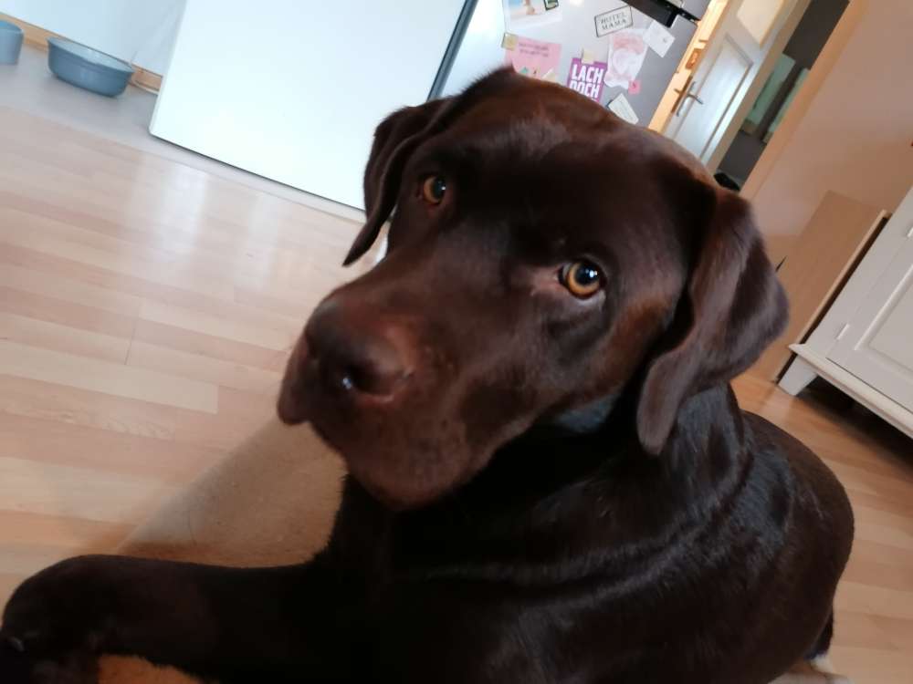 Hundetreffen-Wanted... Freunde zum Toben und Spielen-Profilbild