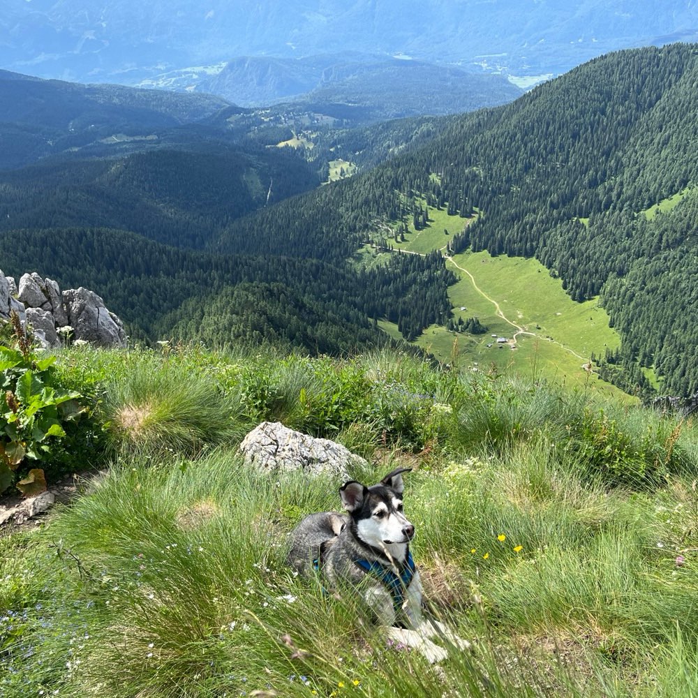 Hundetreffen-Gemeinsamer Spaziergang oder Training-Profilbild
