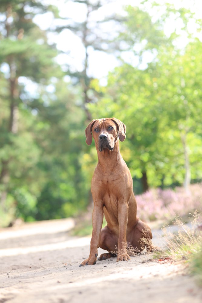 Hundetreffen-Nash sucht Spielfreunde-Profilbild