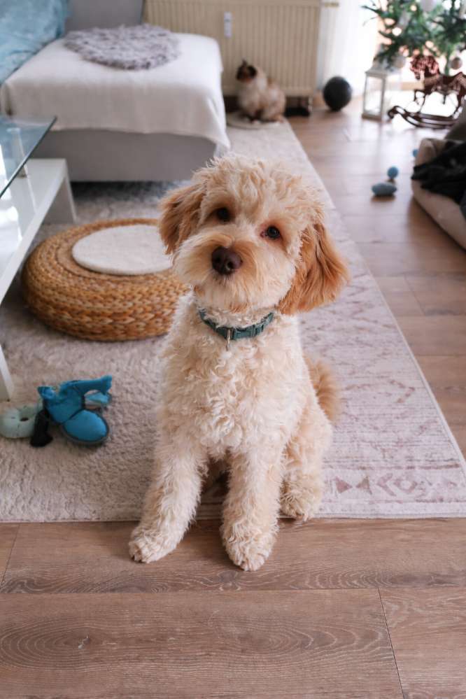 Hundetreffen-Gassitreffen/Spaziergänge/Wanderung-Profilbild