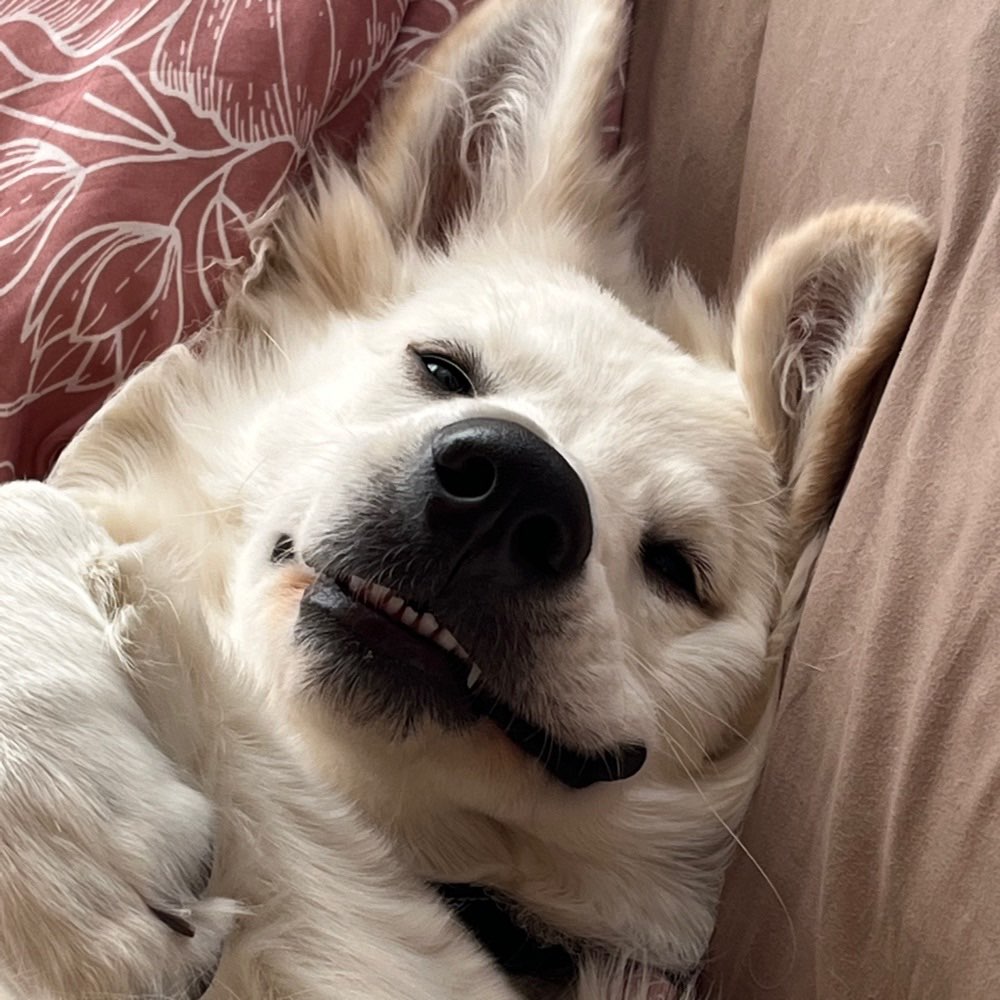 Hundetreffen-Gassi & Spielerunde in Mühlhausen/Th-Profilbild