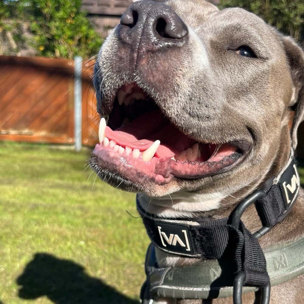 Hundetreffen-Training Hundebegegnungen / Social Walk-Profilbild