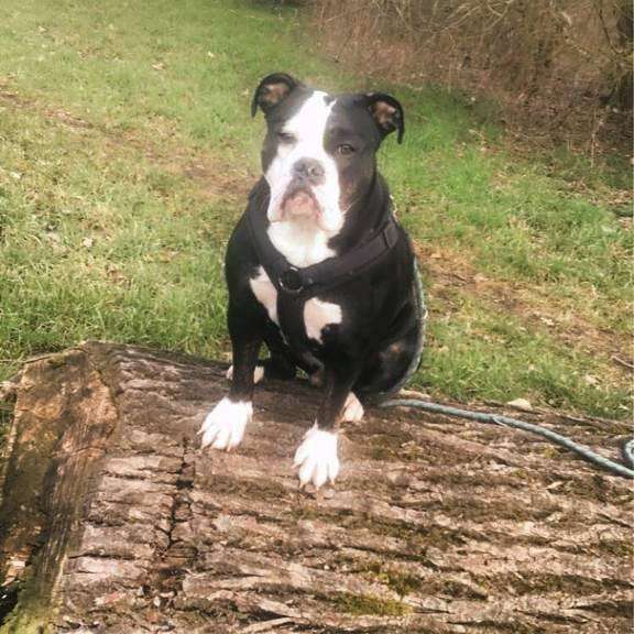 Hundetreffen-Gassi gehen  mit spielen-Profilbild