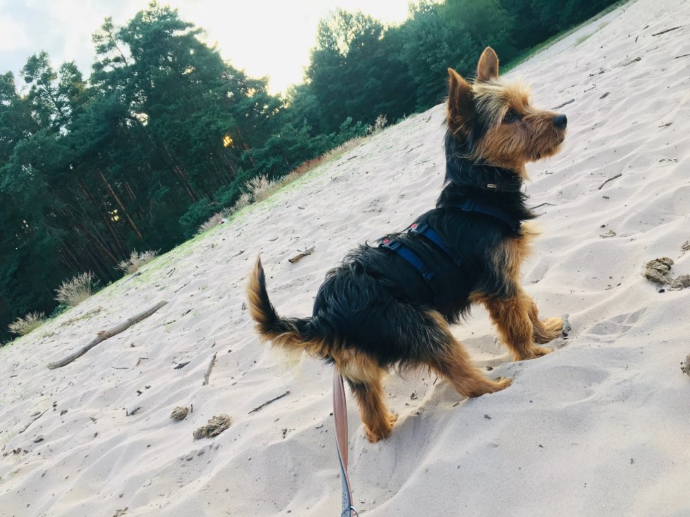 Hundetreffen-Gassi/Spielrunde-Profilbild