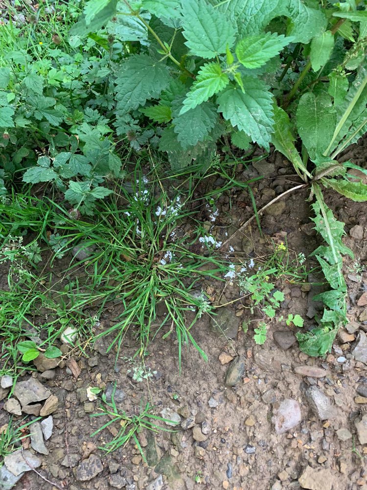 Giftköder-Giftköder ?!-Profilbild