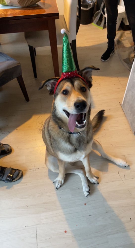 Hundetreffen-Spielkameraden gesucht-Profilbild