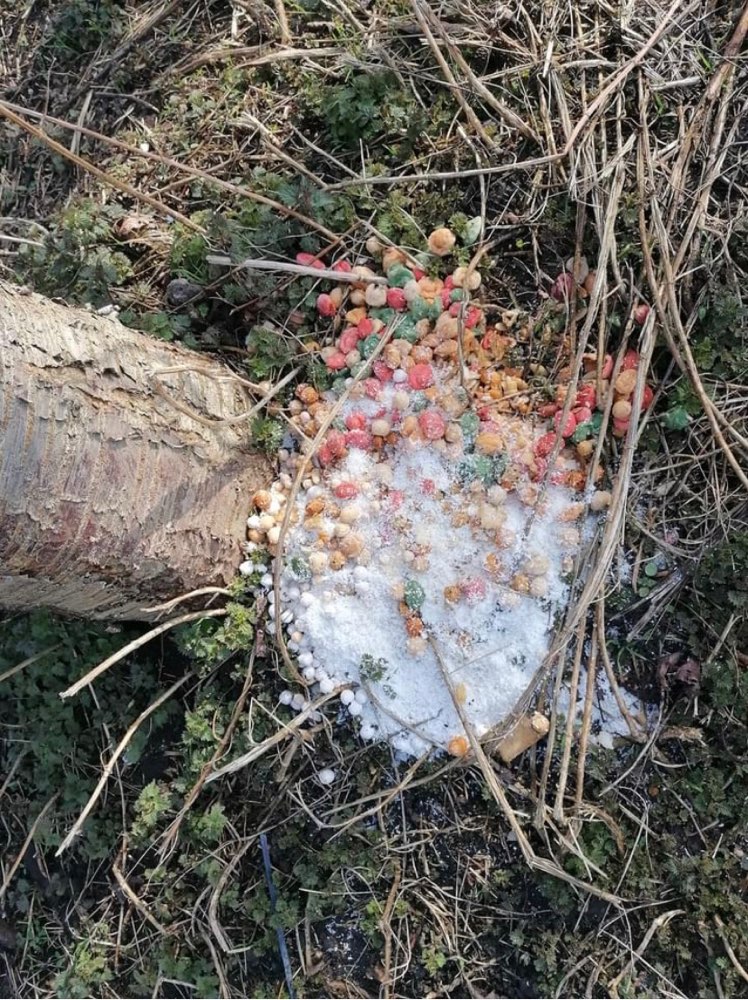 Giftköder-Leckerlies mit weisen Pulver-Profilbild