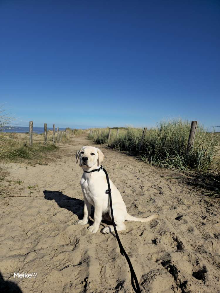 Hundetreffen-Welpen/Junghunde (spielen)-Profilbild