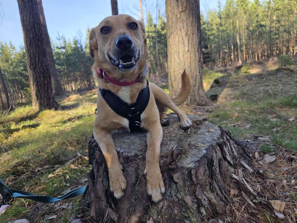 Hundetreffen-Training Hunde- und Menschbegegnungen-Profilbild