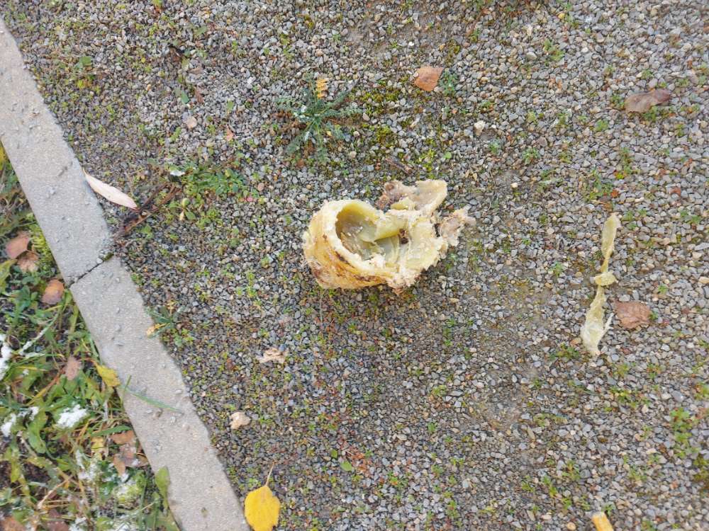 Giftköder-Giftköder-Profilbild