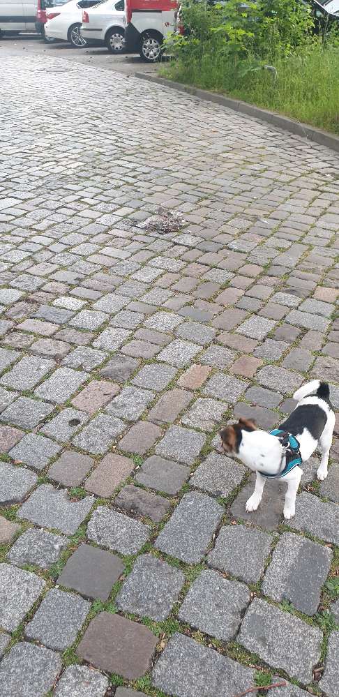 Giftköder-Tierkardarver-Profilbild