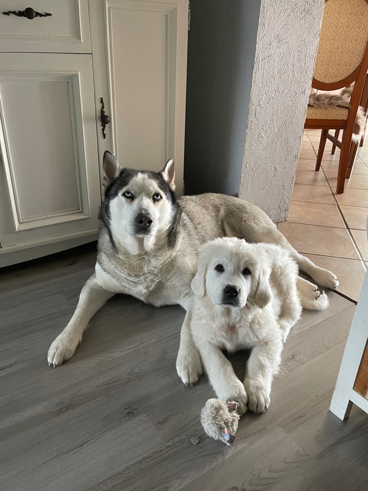 Hundetreffen-Welpentreffen / Spielen-Profilbild