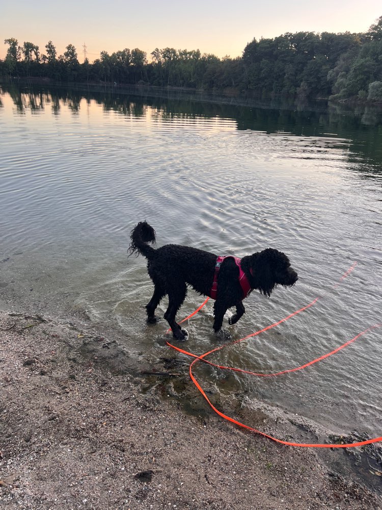 Hundetreffen-Gemeinsame Spaziergänge und Spielzeit-Profilbild