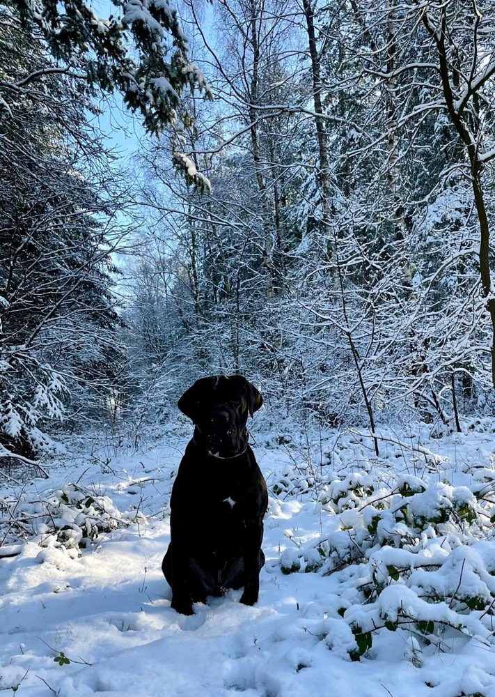 Hundetreffen-Gassirunde-Profilbild