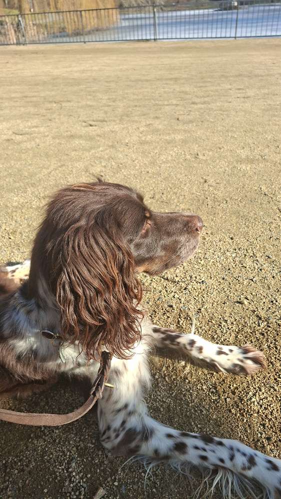 Hundetreffen-Gemeinsame Spaziergänge-Profilbild