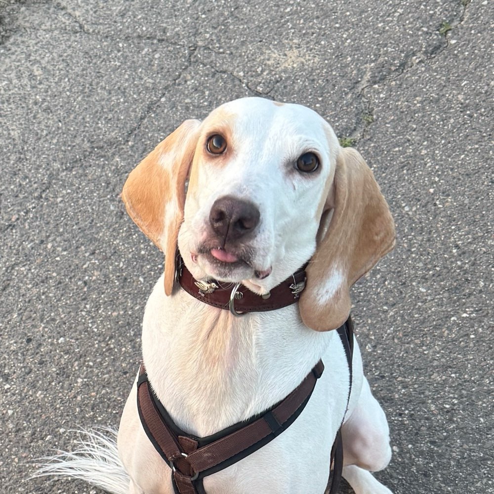 Hundetreffen-Suche Freunde für meinen Theo-Profilbild