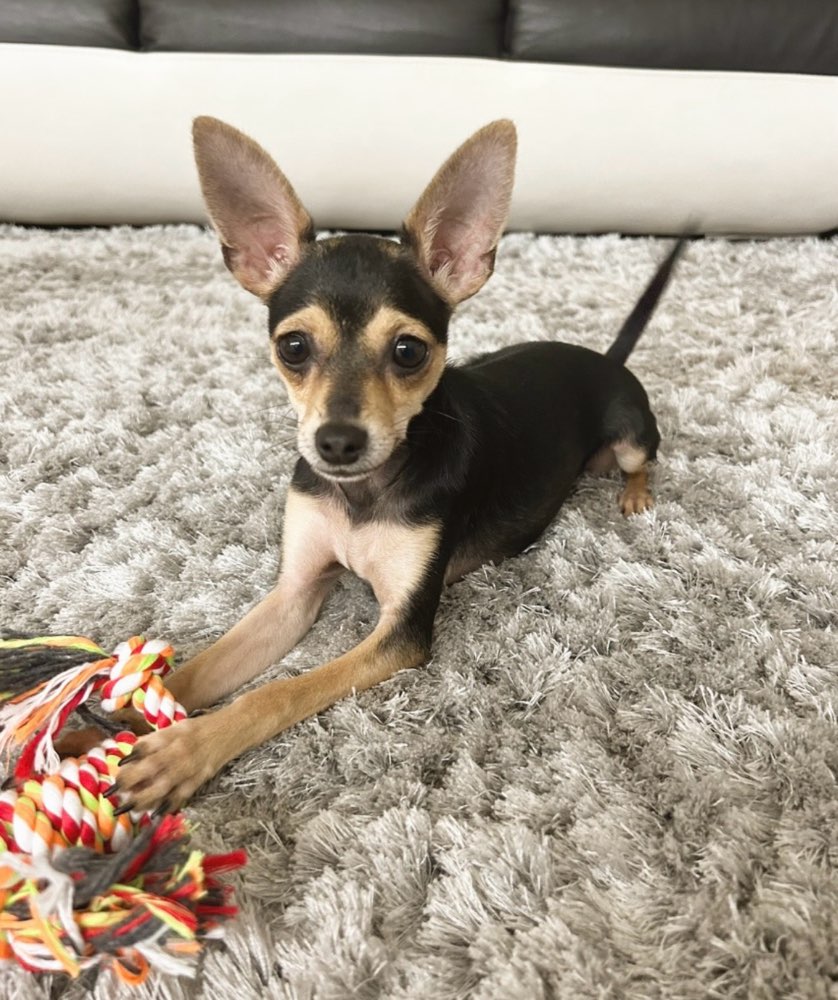 Hundetreffen-Gassirunde nach Absprache-Profilbild