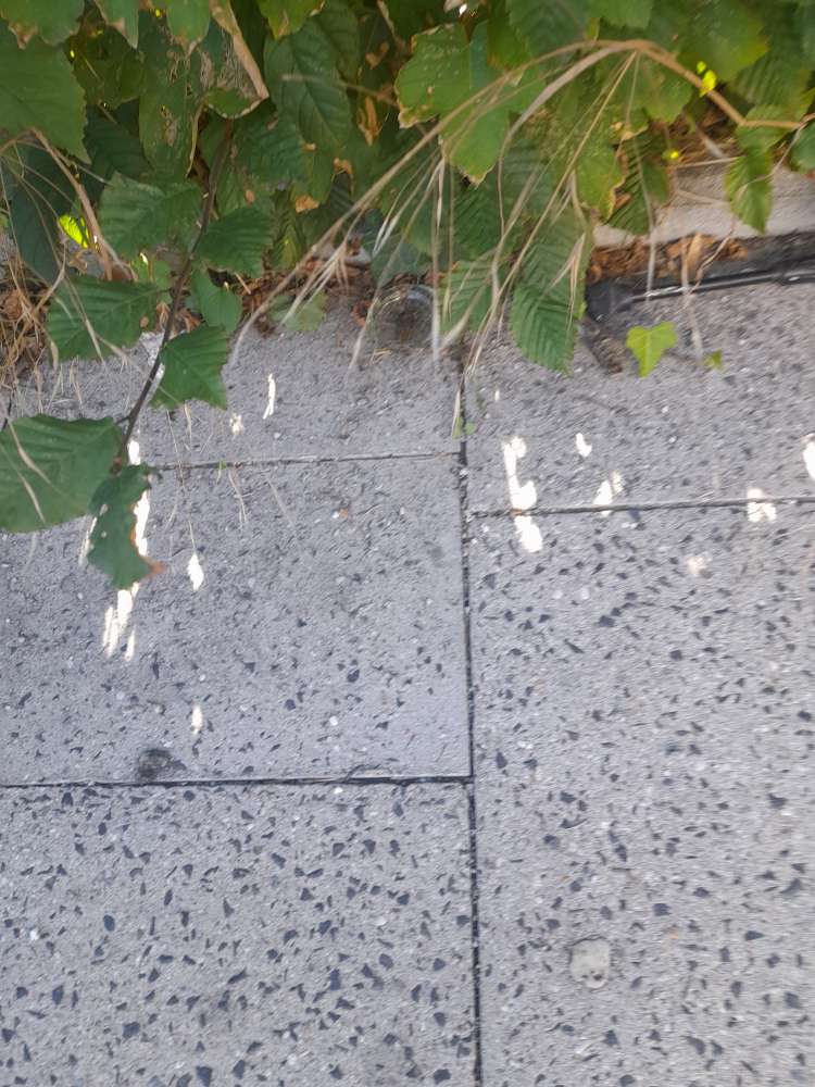 Giftköder-Glasscherben-Profilbild