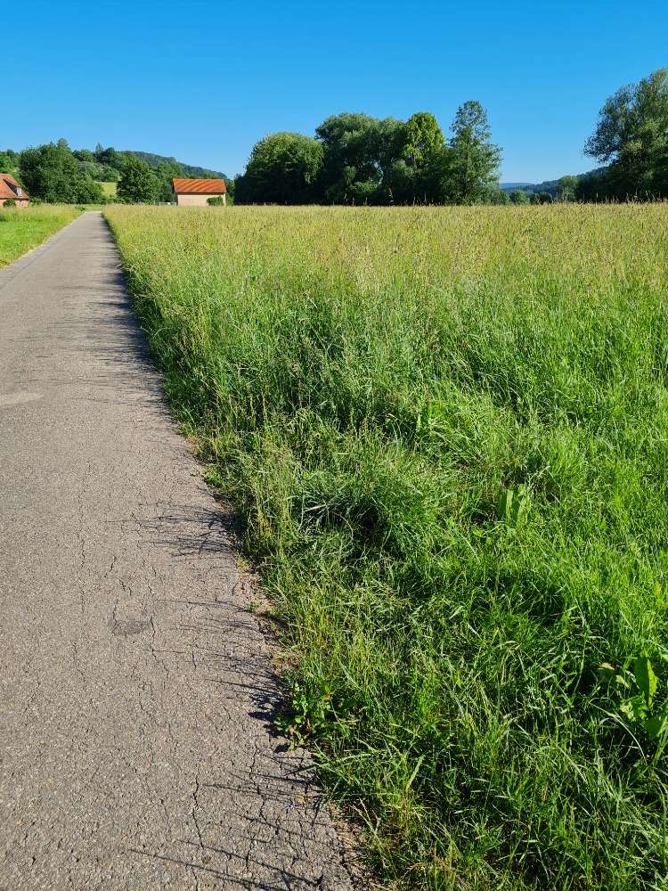 Giftköder-Giftköder - kleine Fische am Feldrand-Profilbild