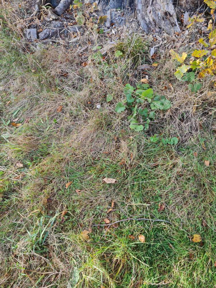 Giftköder-Verdächtiges Fleischstück-Profilbild
