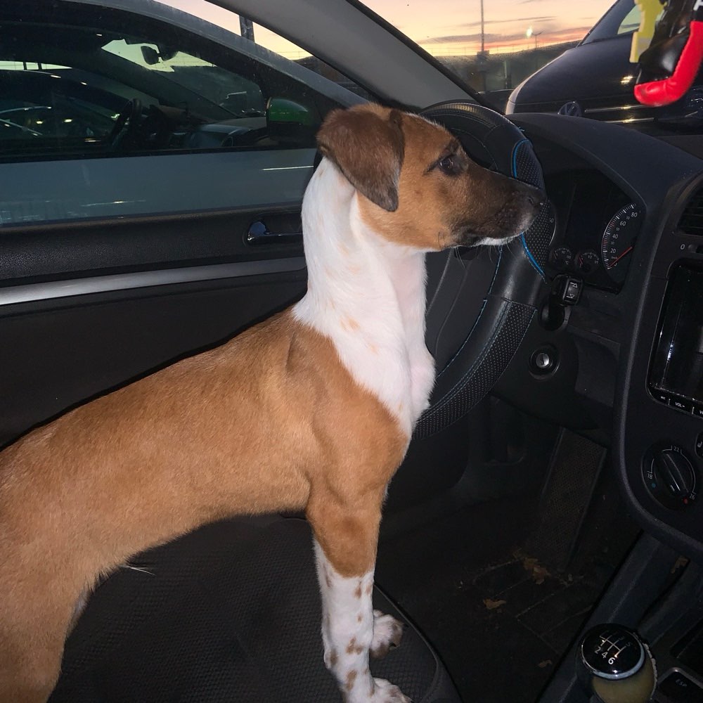 Hundetreffen-Welpentreff zum kennenlernen-Profilbild