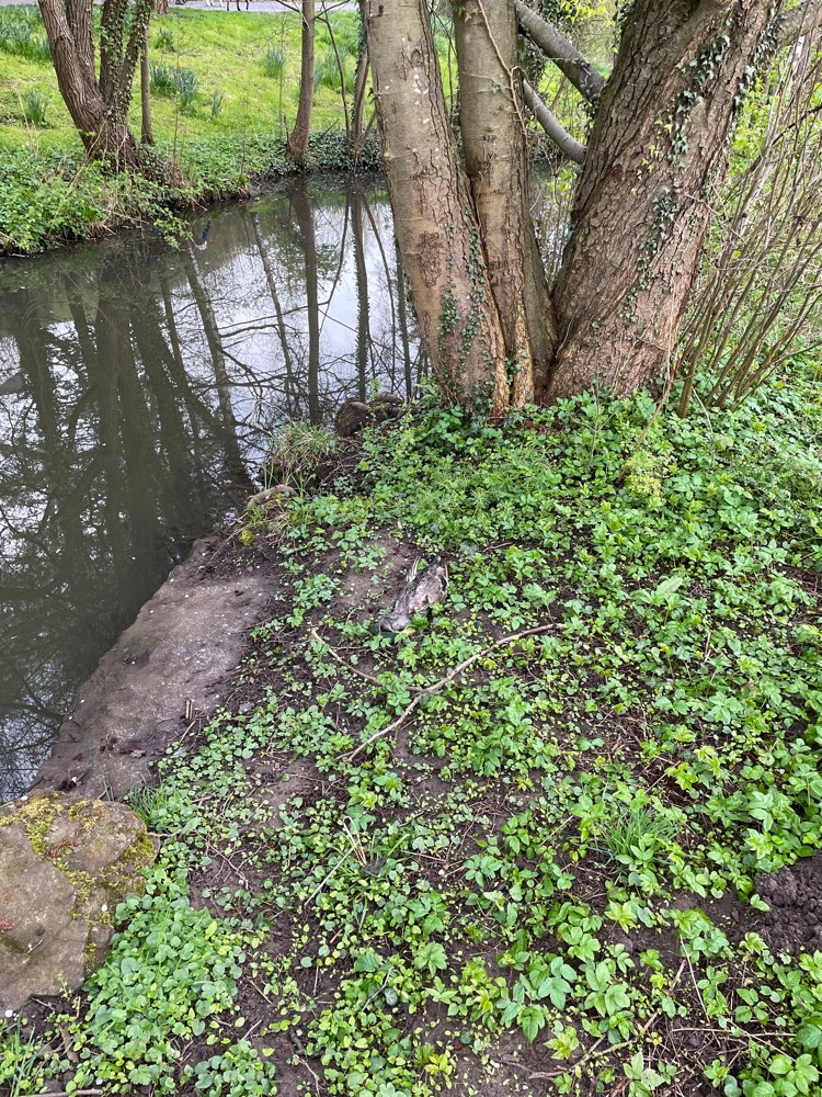 Giftköder-Tote Ente-Profilbild