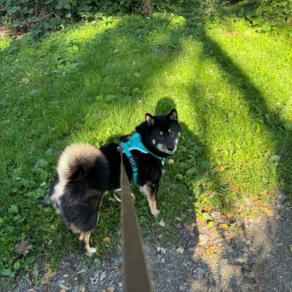 Hundetreffen-Gassi Runde-Profilbild