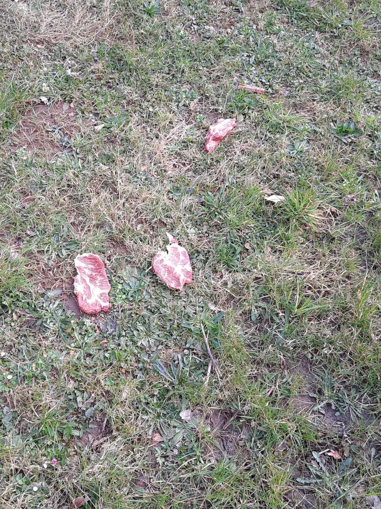 Giftköder-Rohes Fleisch-Profilbild