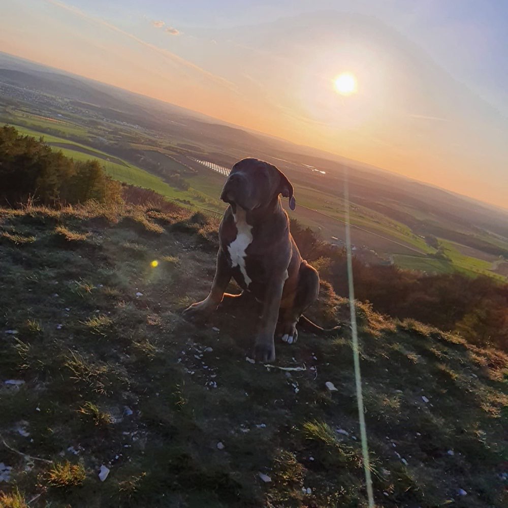 Hundetreffen-Gassi/Spiel - Runde-Profilbild