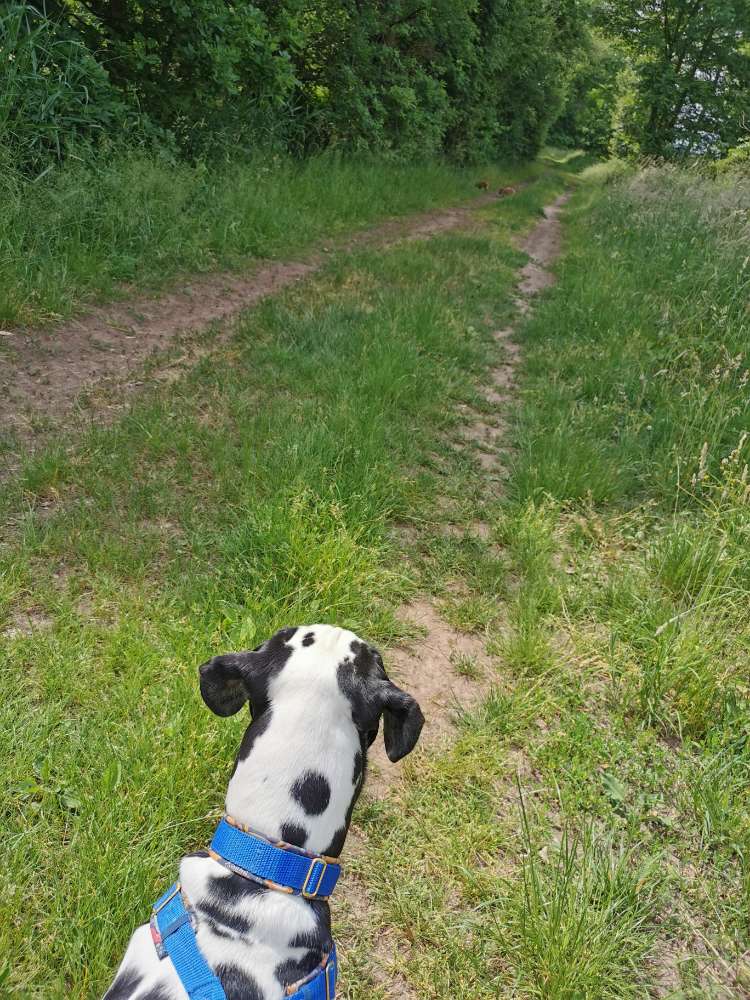Giftköder-3 Wildsaue mit ner Horde Frischlinge-Profilbild