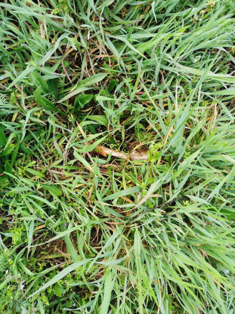 Giftköder-Fleischreste (Giftköder?)-Profilbild