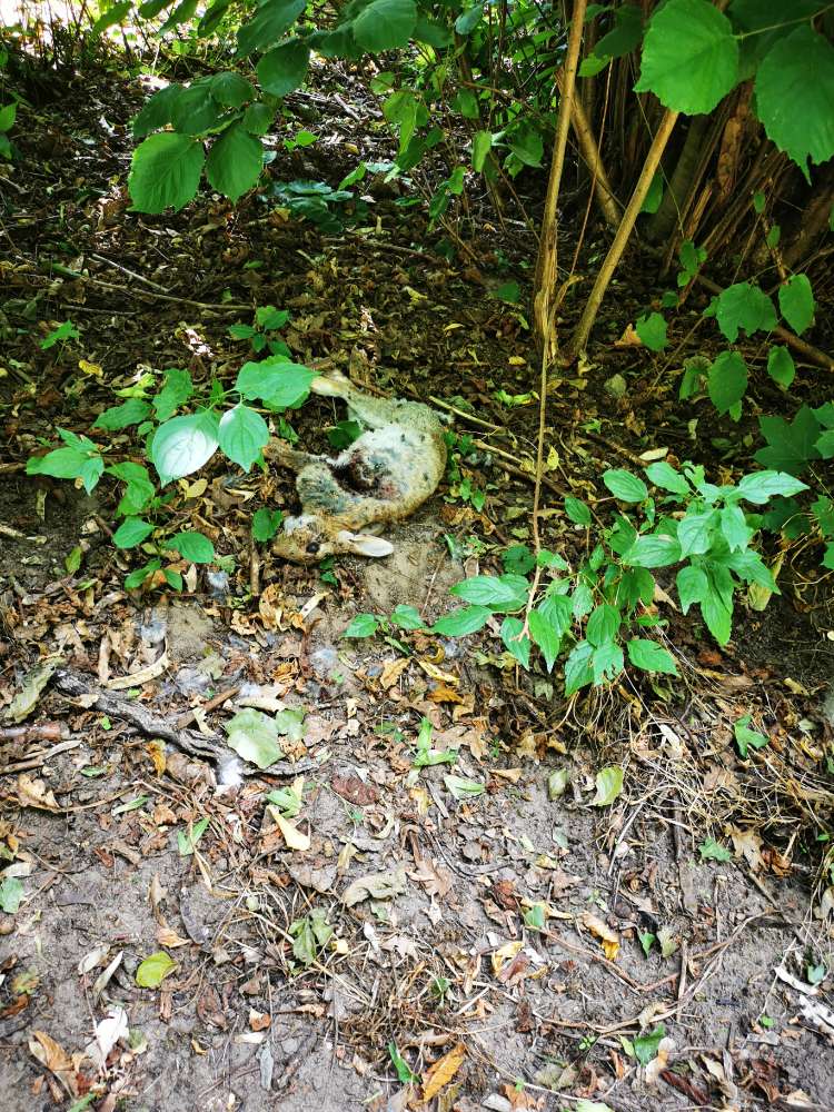 Giftköder-Kaninchenkadaver-Profilbild