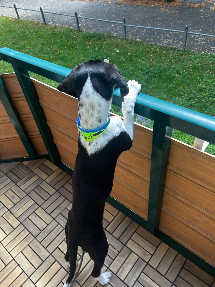 Hundetreffen-Hundetreffen westfriedhof Magdeburg-Profilbild