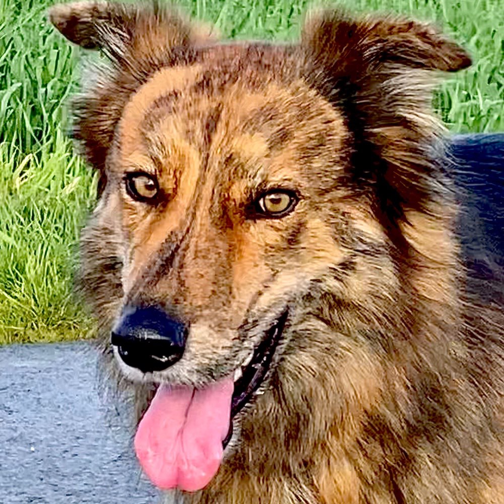 Hundetreffen-Runde mit Runo-Profilbild